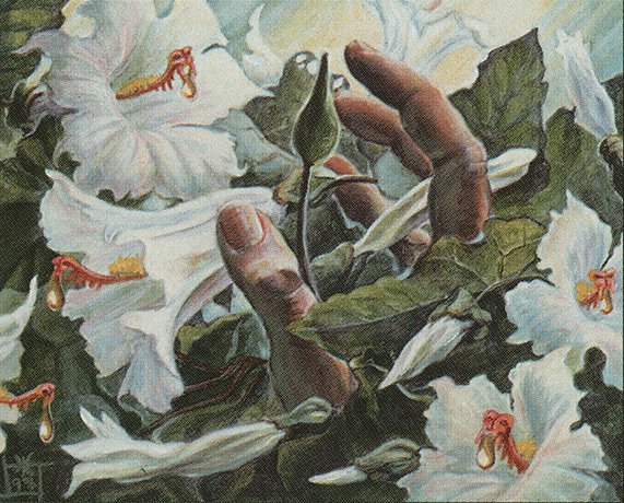 Wall of Blossoms // Moxfield — MTG Deck Builder